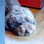 マグズカフェ - お疲れな、まぐ店長（毎月第一日曜日出勤）