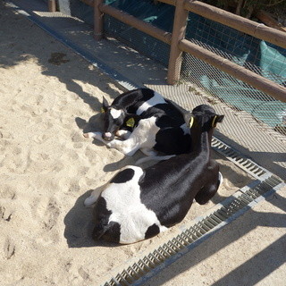 なごやか牧場_2