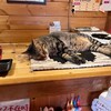 保護ねこカフェ ねこ達のいえ - 