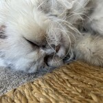 末広 - ひみちゃん