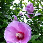 そば切 雨耕庵 - 2013.9　お庭に咲く雨上がりのむくげ