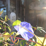 そば切 雨耕庵 - 2013.10　光る昼顔