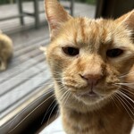 ペンション ひみつ基地 - 