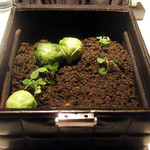 フロリレージュ - ローストした玉葱を土に見立てて、ちゅら豚のソーセージを掘り起こします