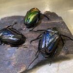 アントシカダ - 