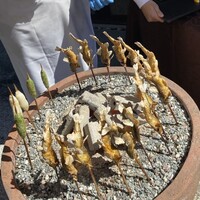 エグゼクス・ガーデン - 