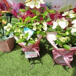 くまさんカフェ - 母の日のお花たち