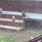 くし炉 番小屋 - 野生動物保護センターのオオワシやオジロワシ。