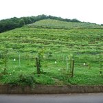 ココ・ファーム・カフェ - ぶどう畑