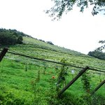 ココ・ファーム・カフェ - ぶどう畑の手前にバラが植えてあります。バラが元気なら同じバラ科の葡萄も安泰らしい。