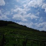 ココ・ファーム・カフェ - 葡萄畑と青空！