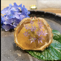 料理屋 植むら - 
