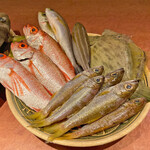 Sakana Shoku Warau Choudo - 日本海の魚