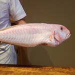 Yonemasu - 白甘鯛(和歌山県戸坂産)
                        大きなサイズの艶々の白甘鯛、お客さんが綺麗なピンクで鞄にしたいと仰られることもあるそうです。( *´艸｀)