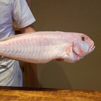 米増 - 白甘鯛(和歌山県戸坂産)
                    大きなサイズの艶々の白甘鯛、お客さんが綺麗なピンクで鞄にしたいと仰られることもあるそうです。( *´艸｀)