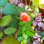 Pâtisserie Ryoco - 「プリンセス・ミチコ」のバラの花