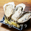 三陸居酒屋 漁火 - 料理写真:大粒で食べ応え十分。濃厚な海のミルクを味わえる『生牡蠣』