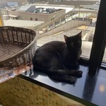 猫まるカフェ - 