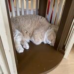 猫まるカフェ - 