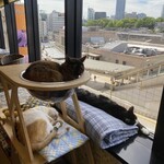 猫まるカフェ - 