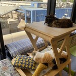 猫まるカフェ - 