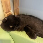 猫まるカフェ - 