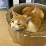 猫まるカフェ - 