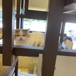 猫まるカフェ - 