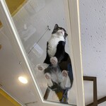 猫まるカフェ - 