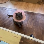 猫まるカフェ - 