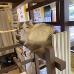 猫まるカフェ - 