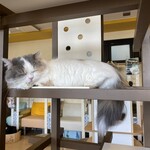 猫まるカフェ - 