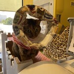 猫まるカフェ - 