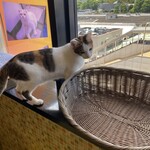 猫まるカフェ - 