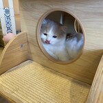 猫まるカフェ - 