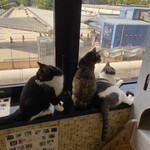 猫まるカフェ - 