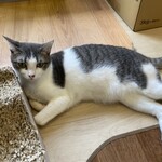 猫まるカフェ - 