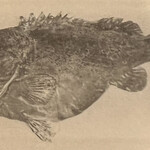 一期一会 よねさん - 