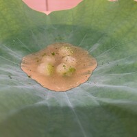 御料理そごう - 