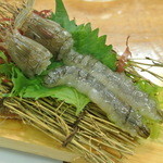 福ずし - 生しゃこ