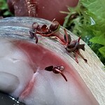 焼きもの家 慶 - 令和3年10月1日には生サバを食べた。