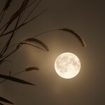 ホルモン しんちゃん - 