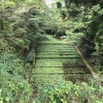 滝口わさび園 - 