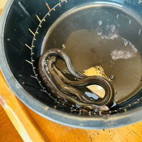 日本料理 梅林 - 