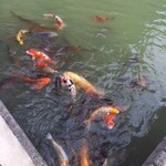 あさば - とても太った鯉にエサをやる