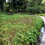 とんかつ 久 - 園路２