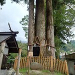 ビア カフェ バテレ - 氷川三本杉、根元から三本に分岐しそれぞれが真っ直ぐ立っている、東京都随一の杉の巨木