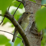 とんかつ 久 - 夏は見れなかったキビタキのメス東南アジアへこれから渡って行くのでしょう