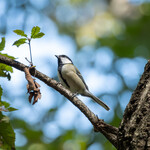 とんかつ 久 - ひときわ賑やかシジュウカラ。シジュウカラ語と言っていろいろな鳴声で鳥同士でコミニュケーションをとっている事がわかっています