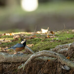 とんかつ 久 - 冬に向けて貯食中のヤマガラくん。食料が不足する冬に備え木の実を隠している最中です